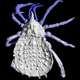 Illustration for article titled A 300 Million-Year-Old Spider, Recreated